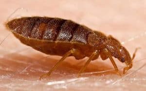 An adult bedbug, known as Cimex lectularius, is seen in a 2006 handout photo....An adult bedbug, known as Cimex lectularius, is seen in a 2006 handout photo. A Fox News employee who says she suffers from post-traumatic stress disorder after being bitten by bedbugs at work filed a lawsuit on Thursday against the owner of the Manhattan office tower where she worked.  REUTERS/CDC/Piotr Naskrecki/Handout   MANDATORY CREDIT.  NO SALES. NO ARCHIVES. FOR EDITORIAL USE ONLY. NOT FOR SALE FOR MARKETING OR ADVERTISING CAMPAIGNS.