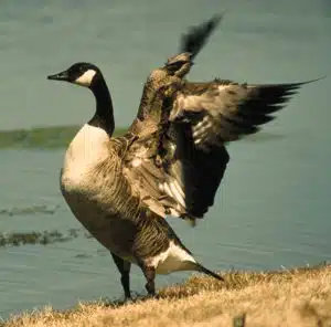 Birds Goose agressive