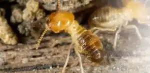 chicagolant pest termite